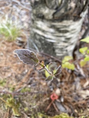 Viburnum lantanoides