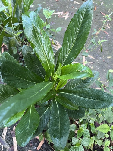 Pseudelephantopus spicatus observed 2026-08-28