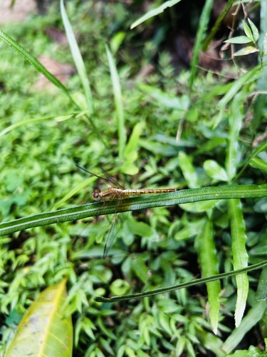 Paddyfield Parasol