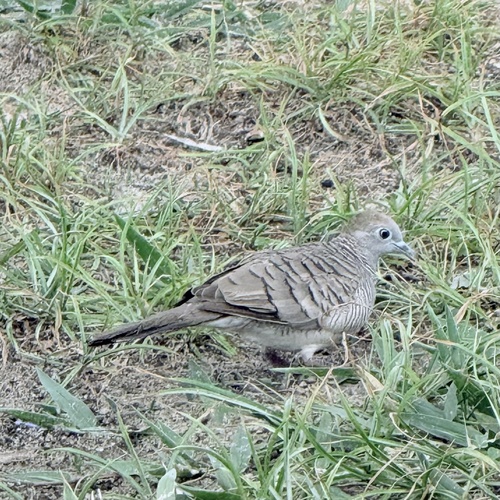 Zebra Dove