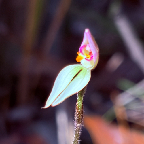 fairy orchid