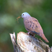Ruddy Ground Dove - Photo (c) Dario Sanches, some rights reserved (CC BY-SA)