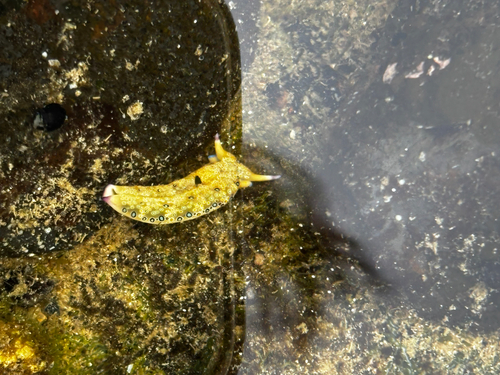 Plakobranchus ocellatus observed 2026-08-26