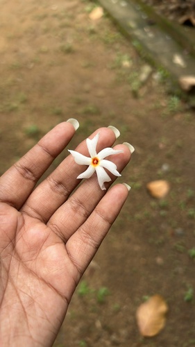 Coral jasmine
