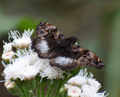 Noctuana lactifera bipuncta