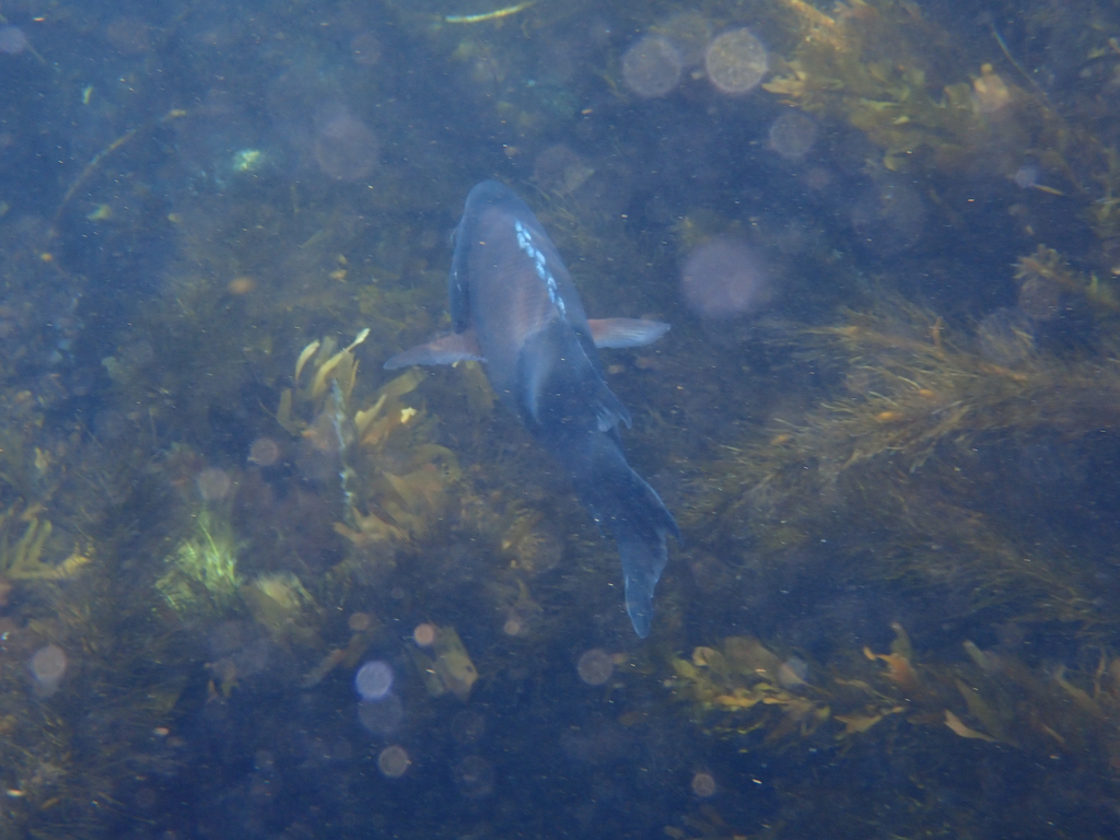 California Sheephead (Bodianus pulcher)