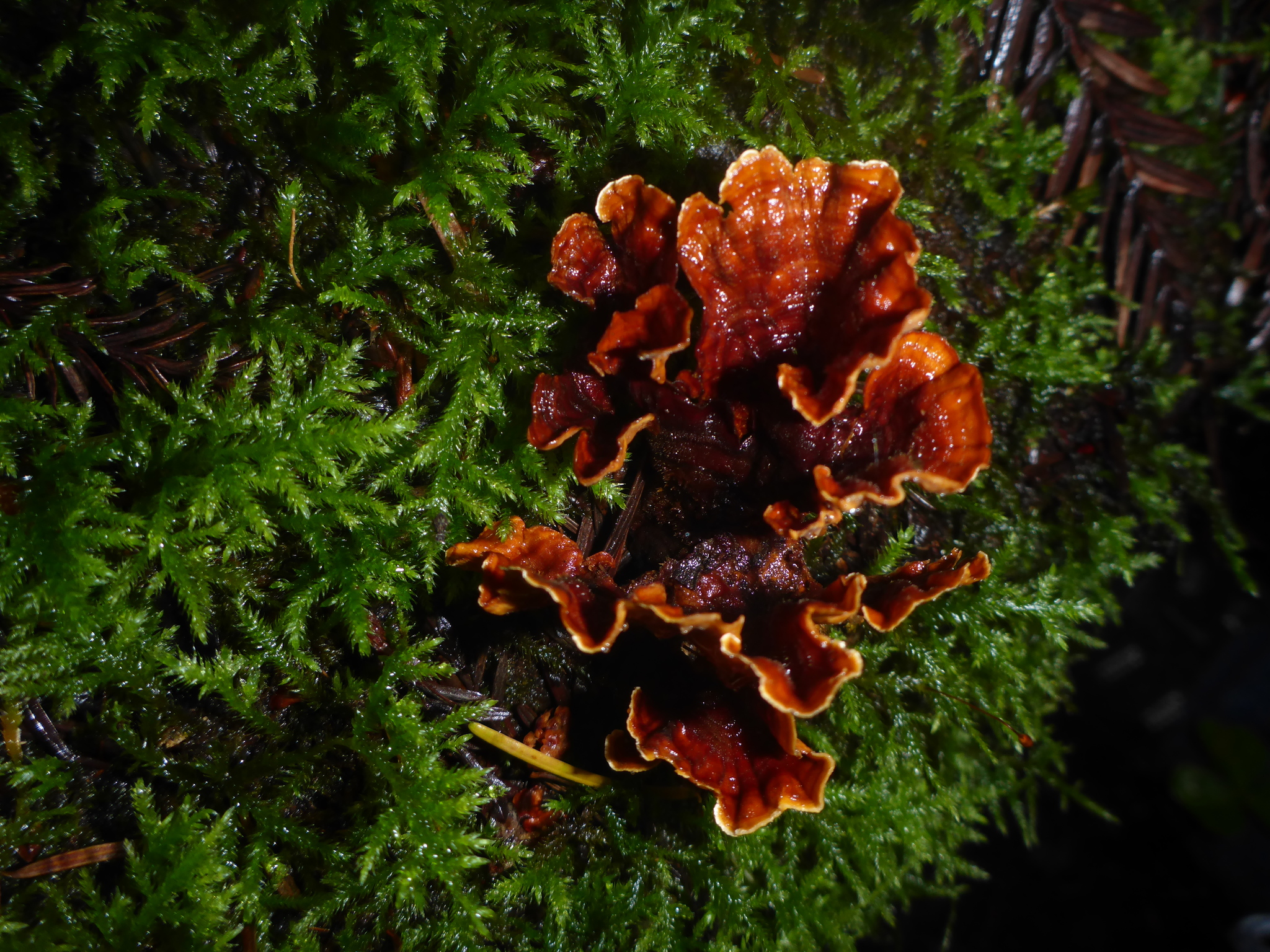 Stereum hirsutum image