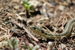 Thamnophis errans