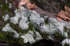 Ostropomycetidae