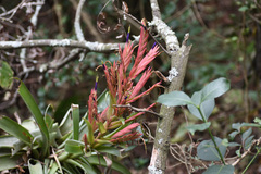 Tillandsia parryi