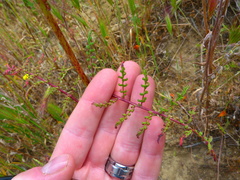 Phacelia tanacetifolia