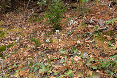 Rugelia nudicaulis