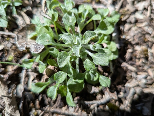 Spoon Leaved Cudweed