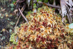 Sphagnum magellanicum