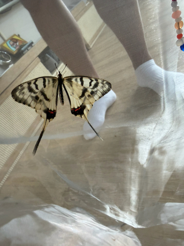 Dragon Swallowtail