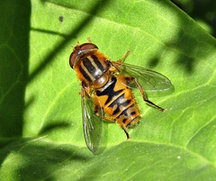 Parhelophilus