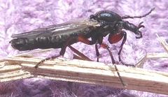 Bibio xanthopus