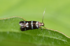 Elachistinae