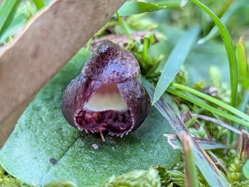 slaty helmet-orchid