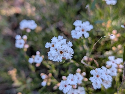 common beard-heath