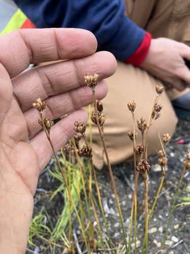 Juncus castaneus, photograph 4