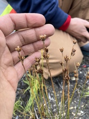 Juncus castaneus, photograph author not stated, no rights reserved
