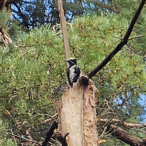 Eurasian Three-toed Woodpecker