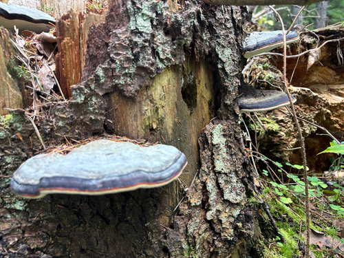 Red-banded Polypore