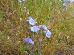 Phacelia tanacetifolia