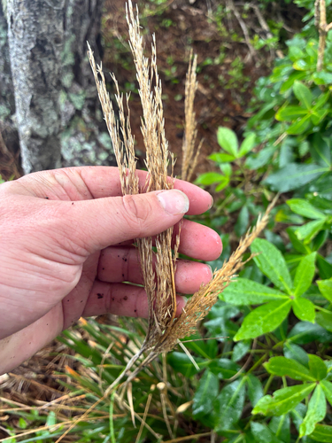Poa anceps, photograph 4