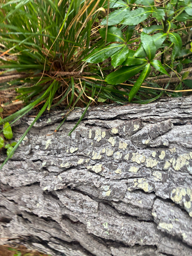 Poa anceps, photograph 5