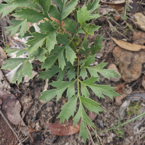 Lomatia silaifolia, photograph 2