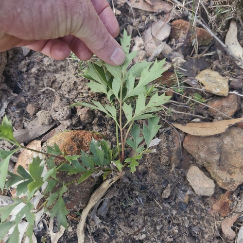 Lomatia silaifolia, photograph 3