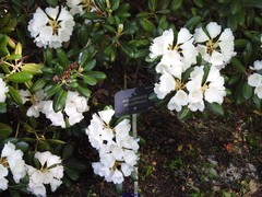 Rhododendron yakushimanum