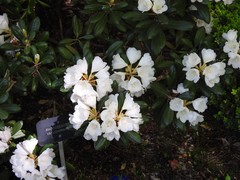 Rhododendron yakushimanum