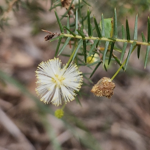 Acacia ulicifolia, photograph 2
