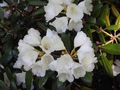 Rhododendron yakushimanum