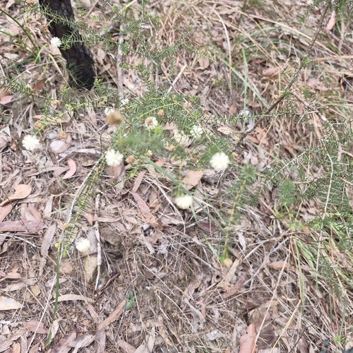 Acacia ulicifolia, photograph 3