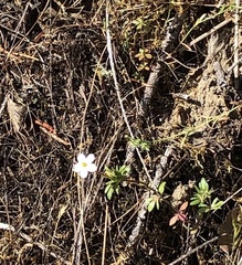 Leptosiphon parviflorus