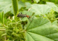 Cyrtomoptera divisa