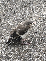 Mimus polyglottos
