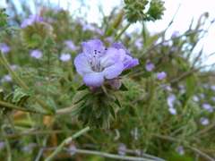 Phacelia tanacetifolia