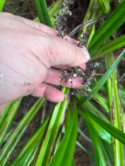 Astelia banksii, photograph (c) Chris Parminter, some rights reserved (CC BY)