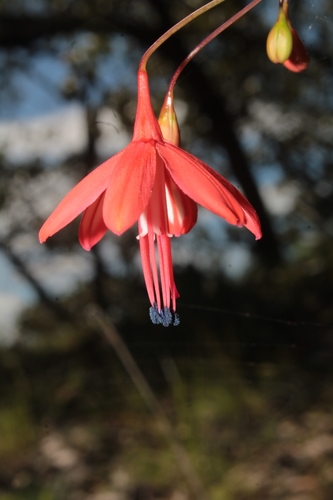 Bessera elegans, photograph 1