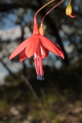 Bessera elegans