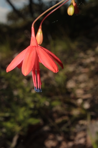 Bessera elegans, photograph 2