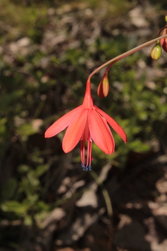 Bessera elegans, photograph 4