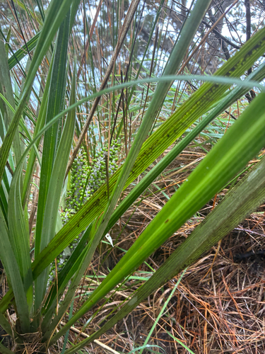 Astelia banksii, photograph 3