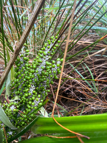 Astelia banksii