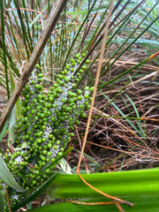 Astelia banksii